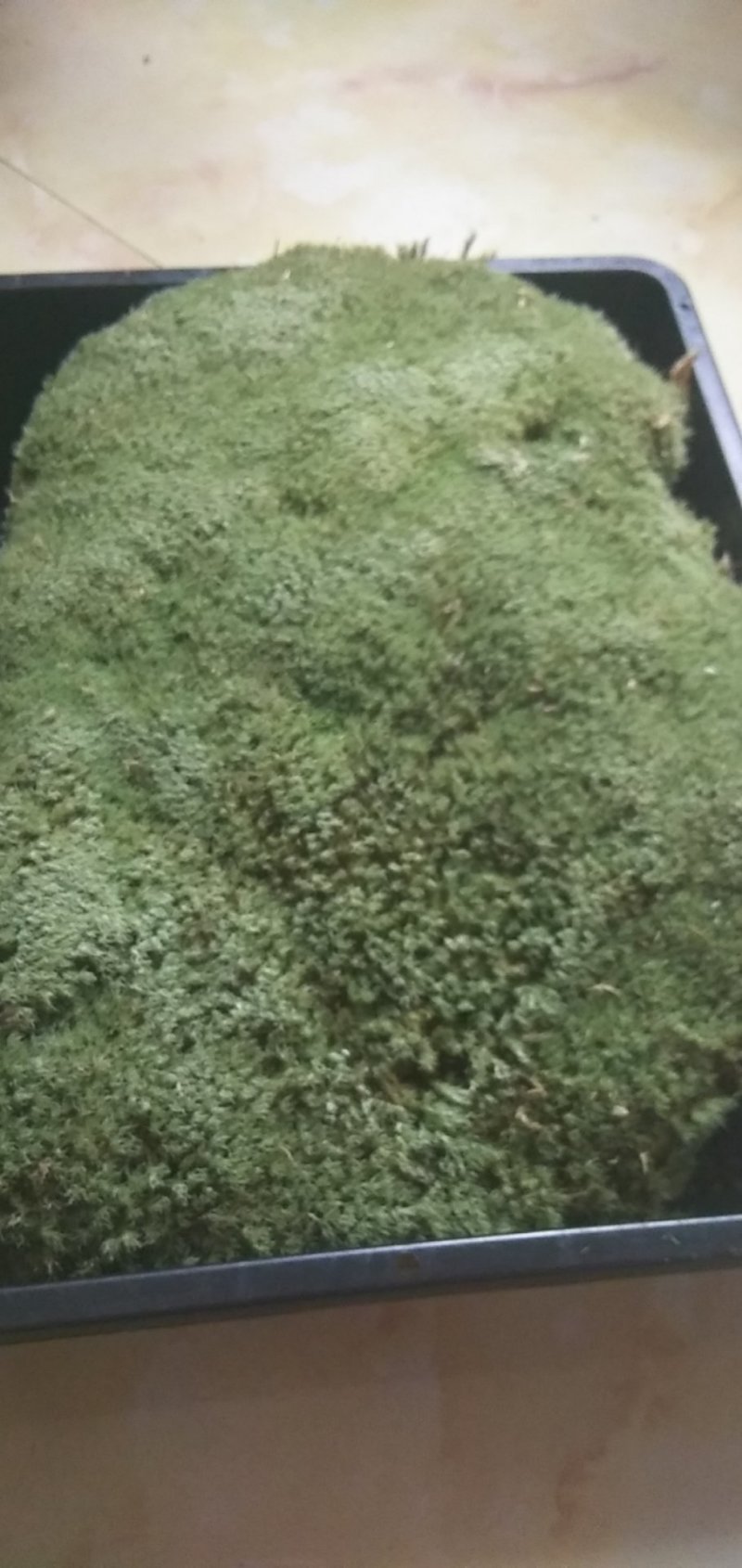 苔藓