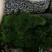 苔藓