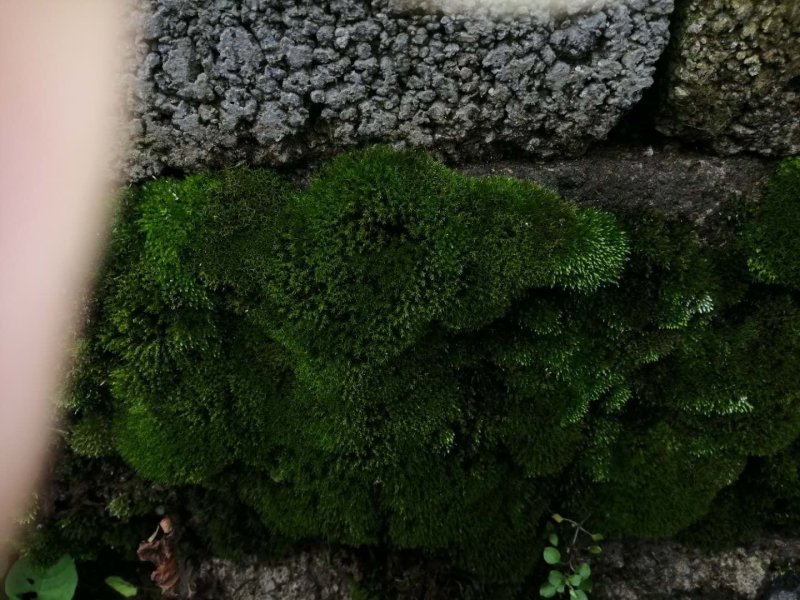 苔藓