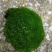 苔藓