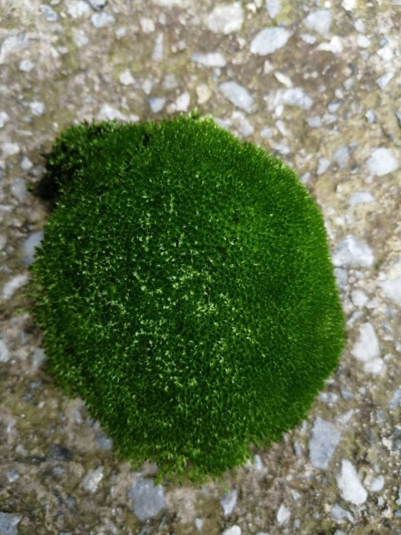 苔藓