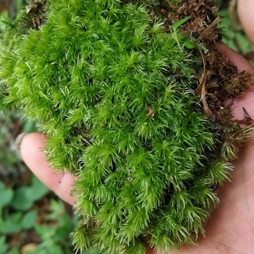 苔藓