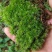 苔藓
