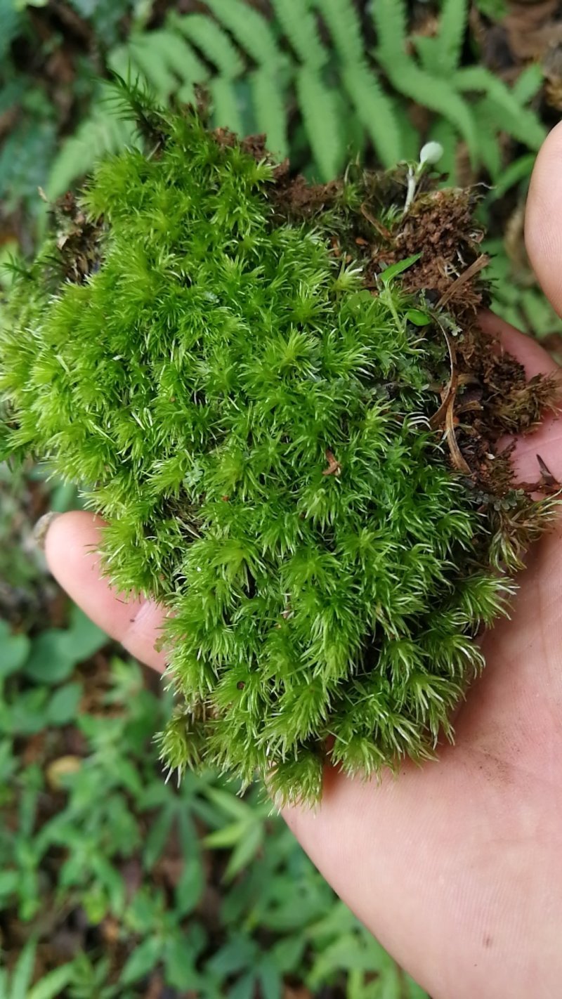 苔藓