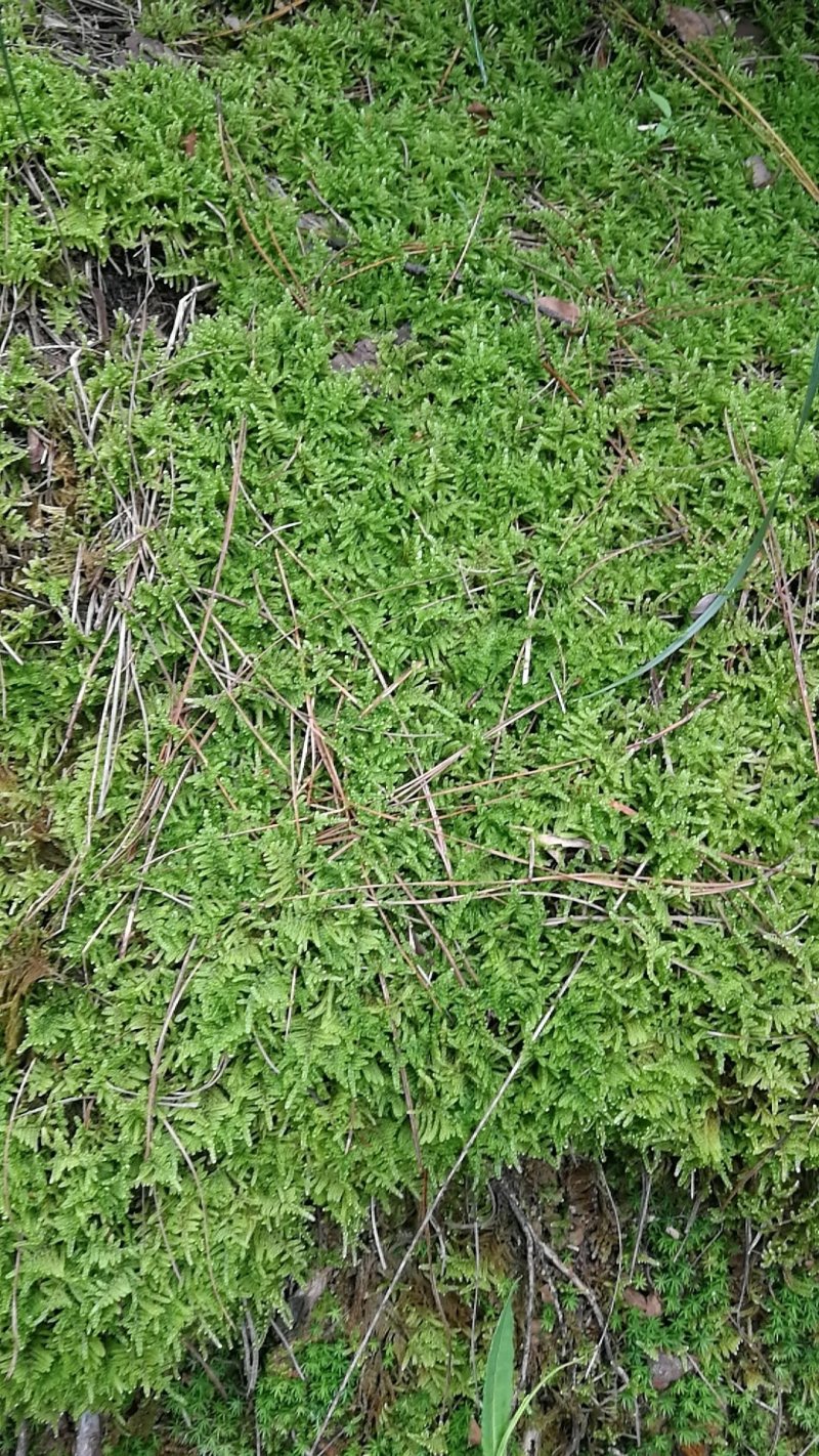 苔藓