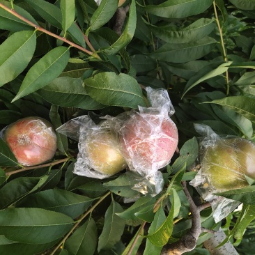 毛桃，红不软，大量成熟了，