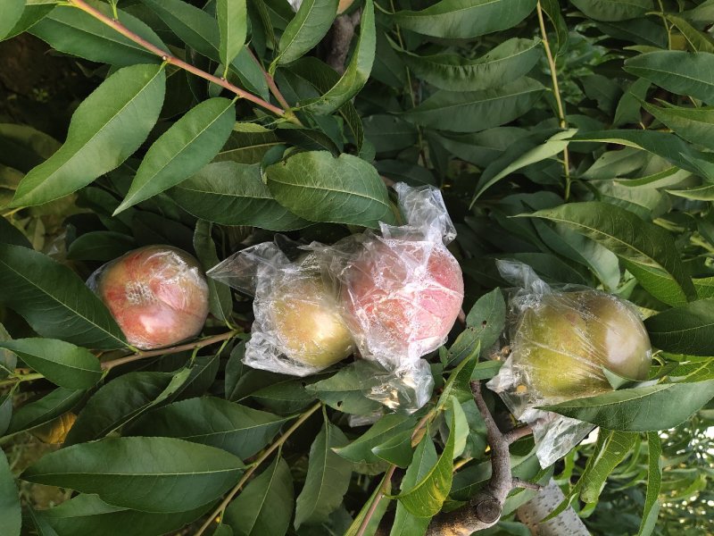 毛桃，红不软，大量成熟了，