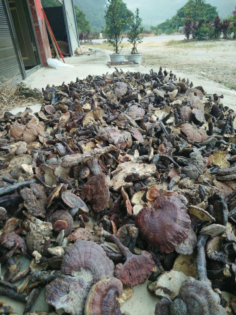 红灵芝，又名赤灵芝，广西省百色市本地野生货源欢迎联系