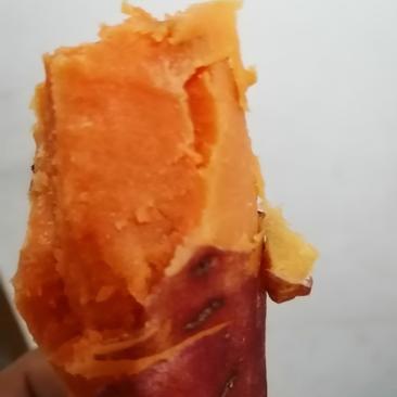 西瓜红大荔产地发货软糯香甜精品红薯对接全国发货