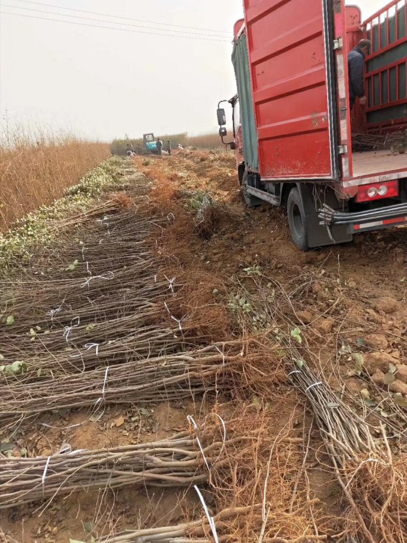 河北优质苹果苗烟富8，烟富10，鲁丽，天红2号，中秋王