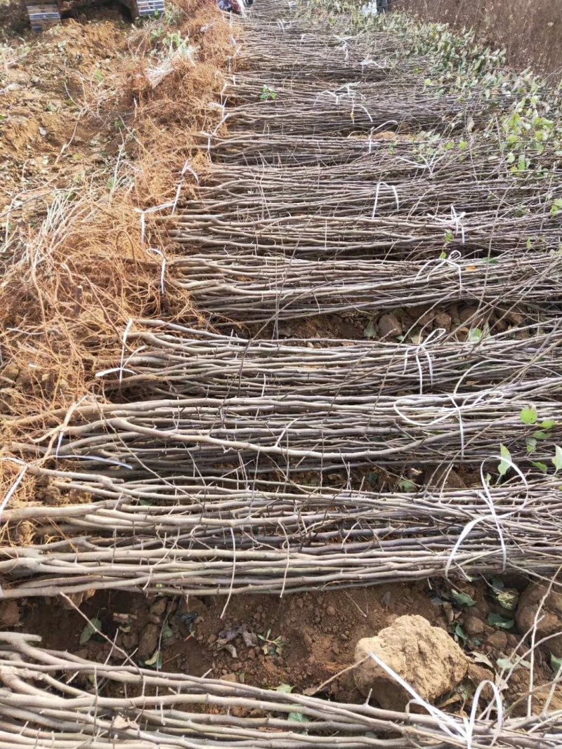 河北优质苹果苗烟富8，烟富10，鲁丽，天红2号，中秋王