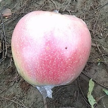 美国八号苹果