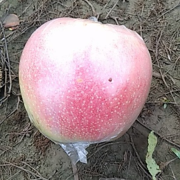 美国八号苹果