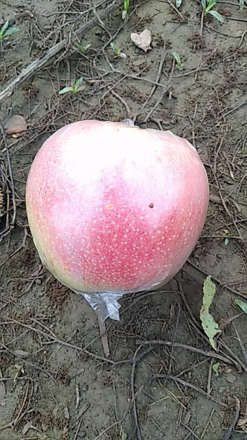 美国八号苹果