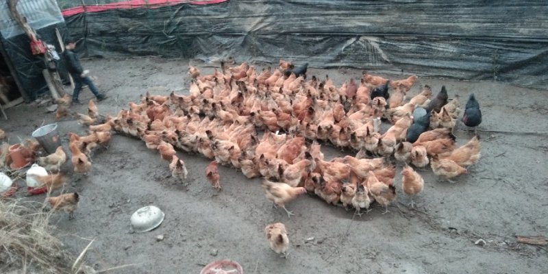 恩施土家富硒鸡