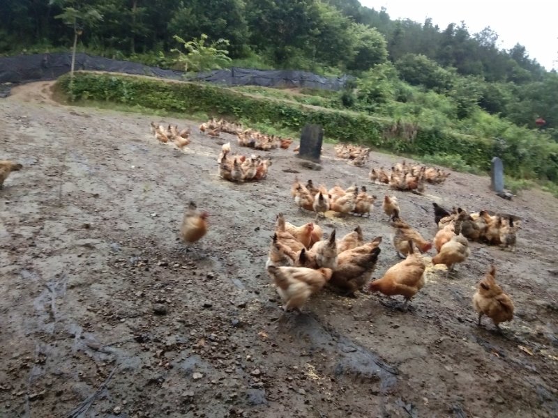 恩施土家富硒鸡