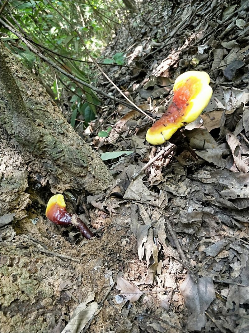 灵芝老树根黑灵芝灵芝粉山区老林灵芝，岑王老山老灵芝