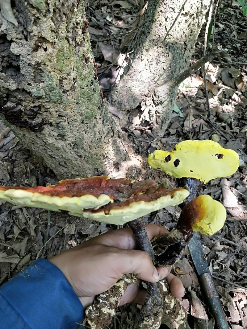 灵芝老树根黑灵芝灵芝粉山区老林灵芝，岑王老山老灵芝