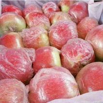《美八苹果》《红露苹果》山东苹果膜袋纸袋大量上市