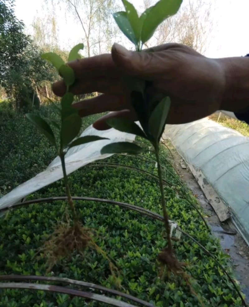 冬青苗成活率高自家苗圃价格公道量大可以包邮