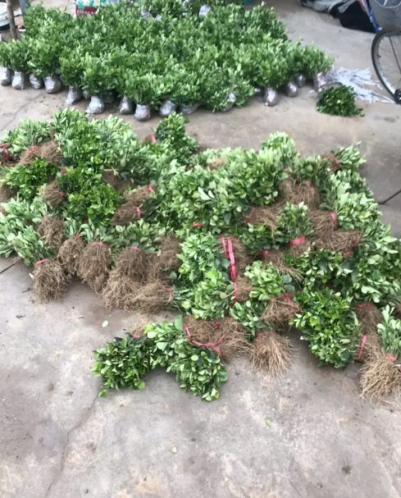 冬青苗成活率高自家苗圃价格公道量大可以包邮