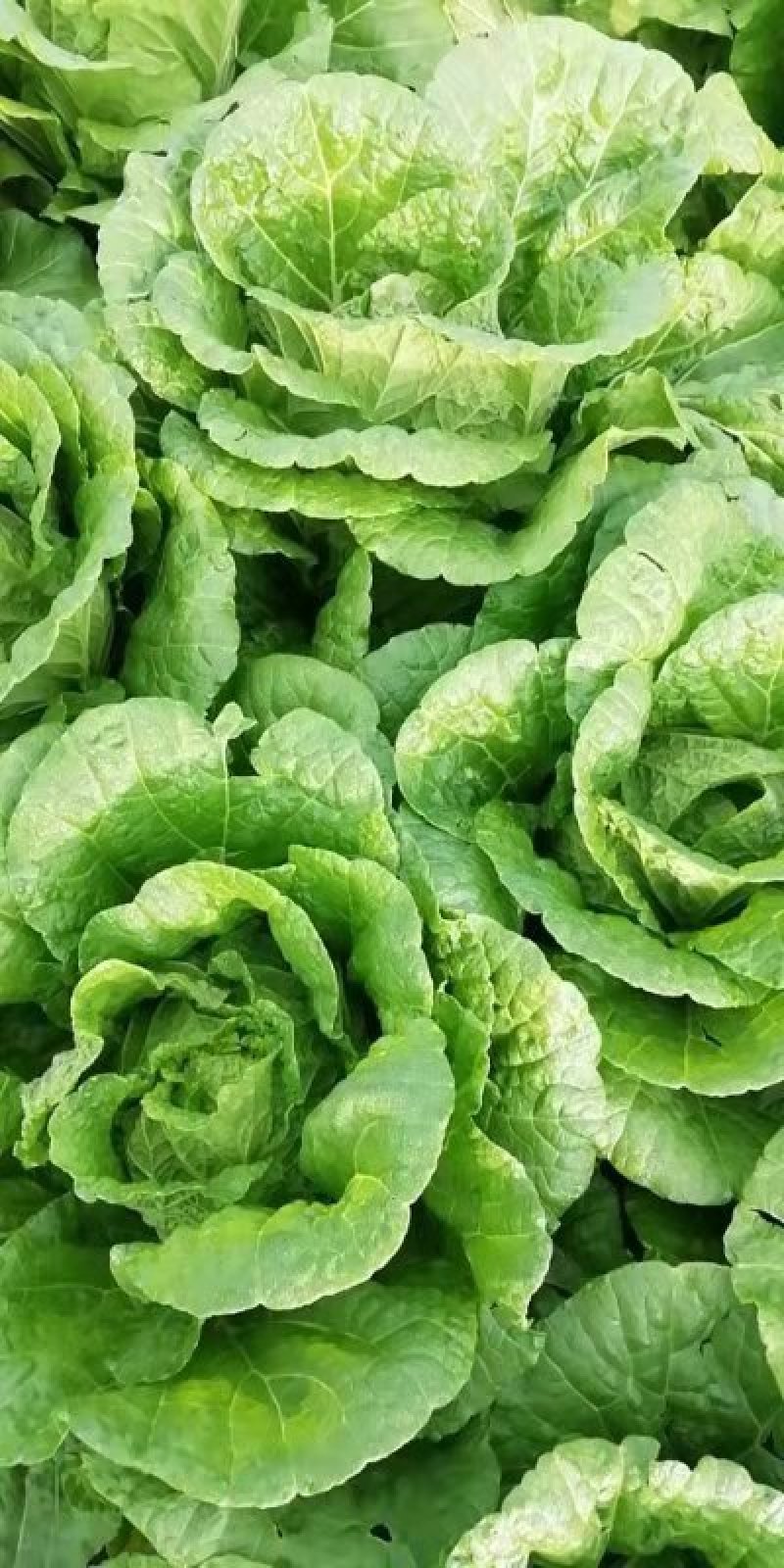 玲珑黄白菜