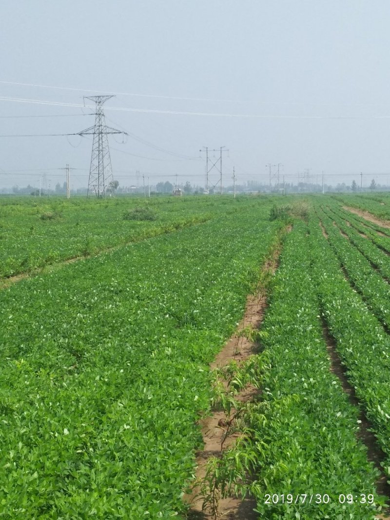 土地出租1500亩棉花茬，适合种红薯
