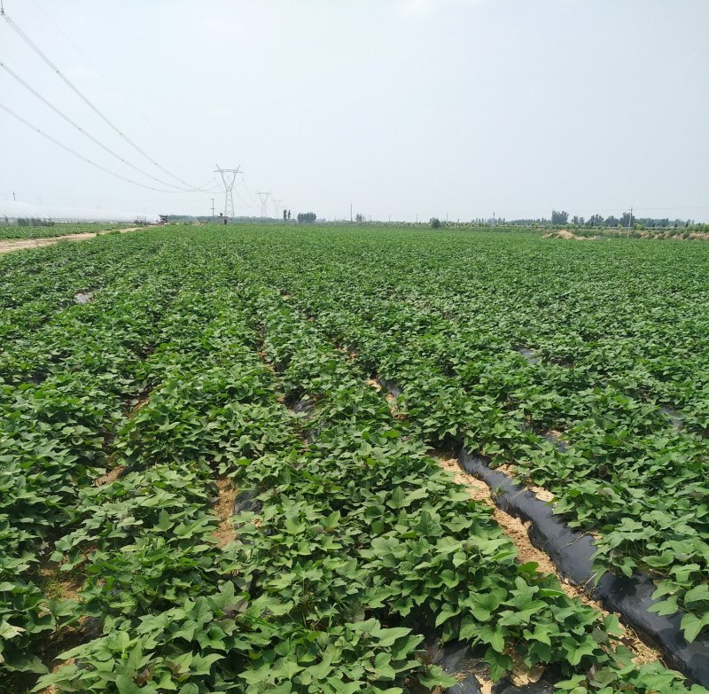 土地出租1500亩棉花茬，适合种红薯