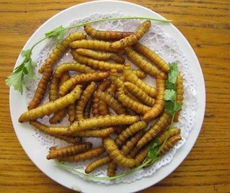 野生豆虫豆丹熟虫
