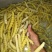 野生豆虫豆丹熟虫