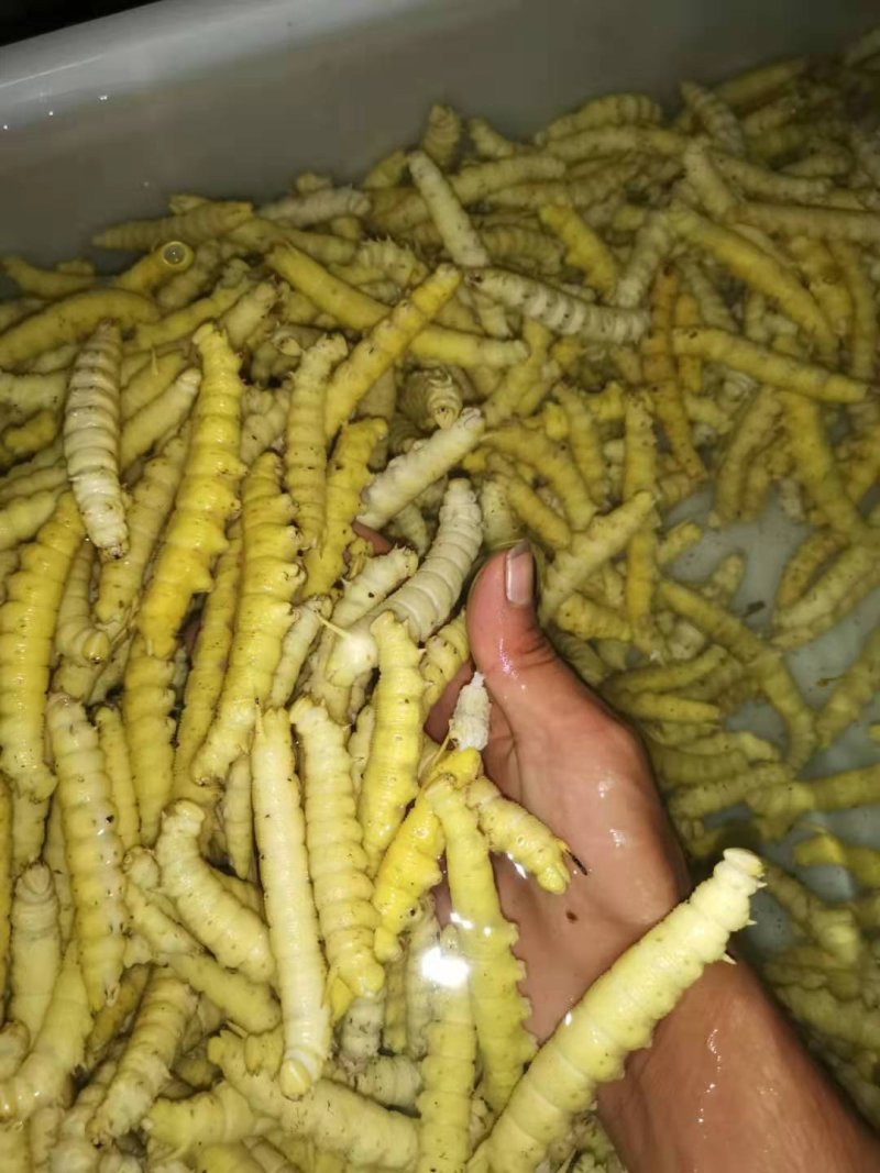 野生豆虫豆丹熟虫