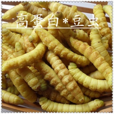 野生豆虫豆丹熟虫