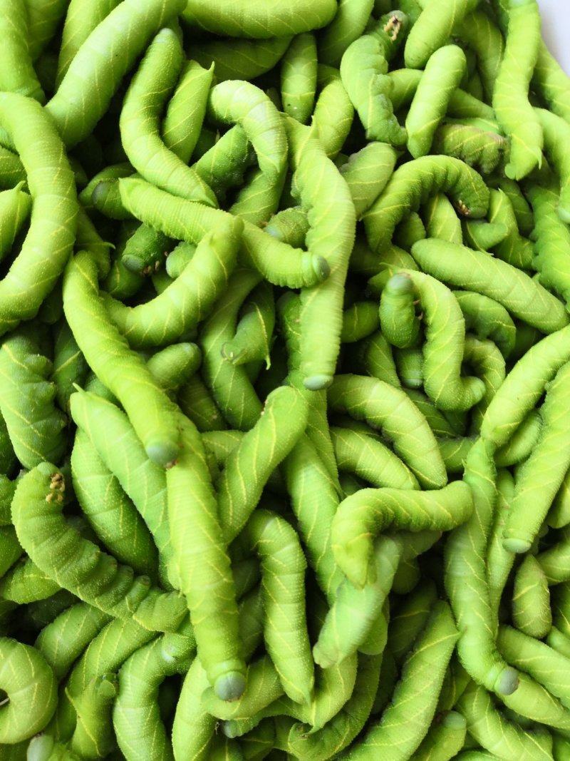 野生豆虫豆丹熟虫