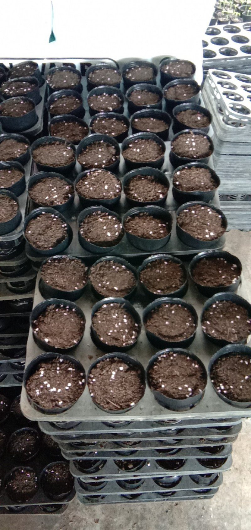 育苗袋15x13x4000各种型号包邮到家！质量保证！