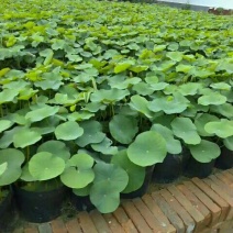 《白洋淀盆栽荷花苗》