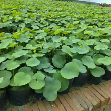《白洋淀盆栽荷花苗》