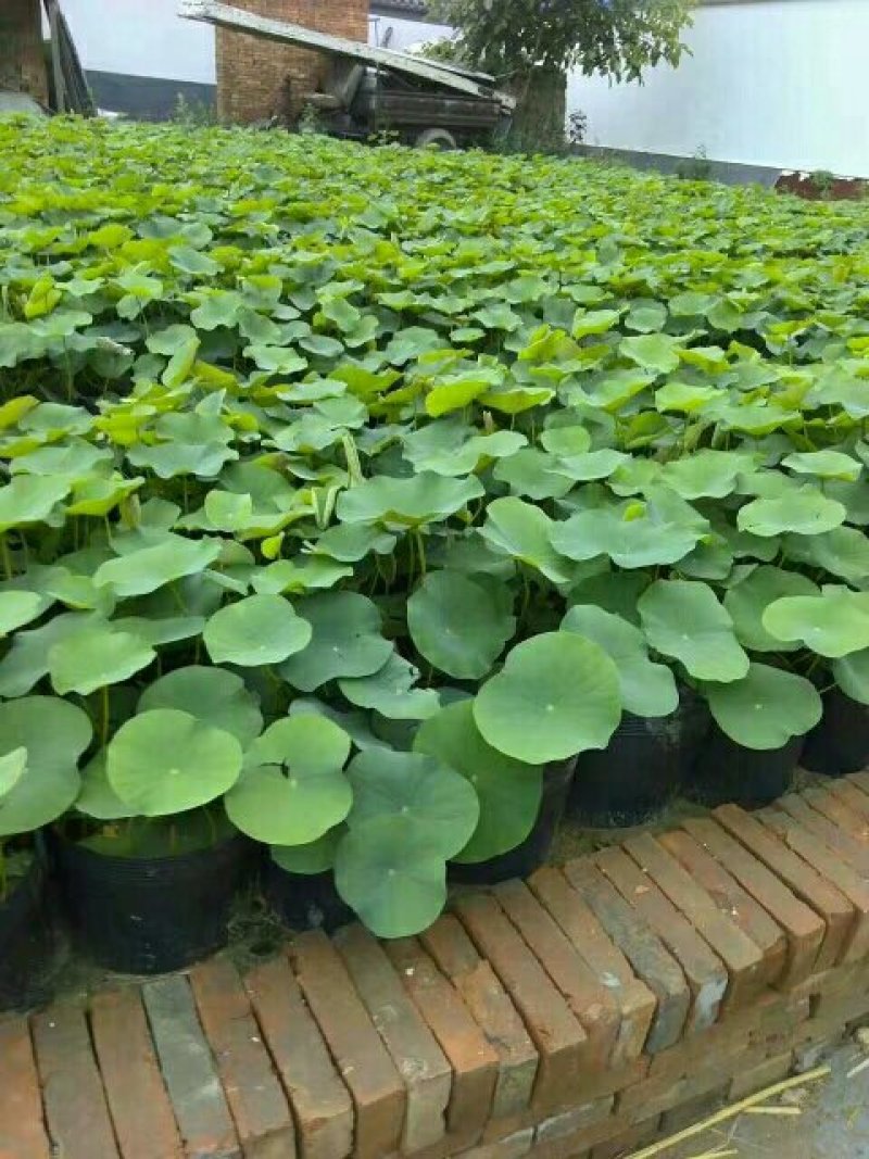 《白洋淀盆栽荷花苗》