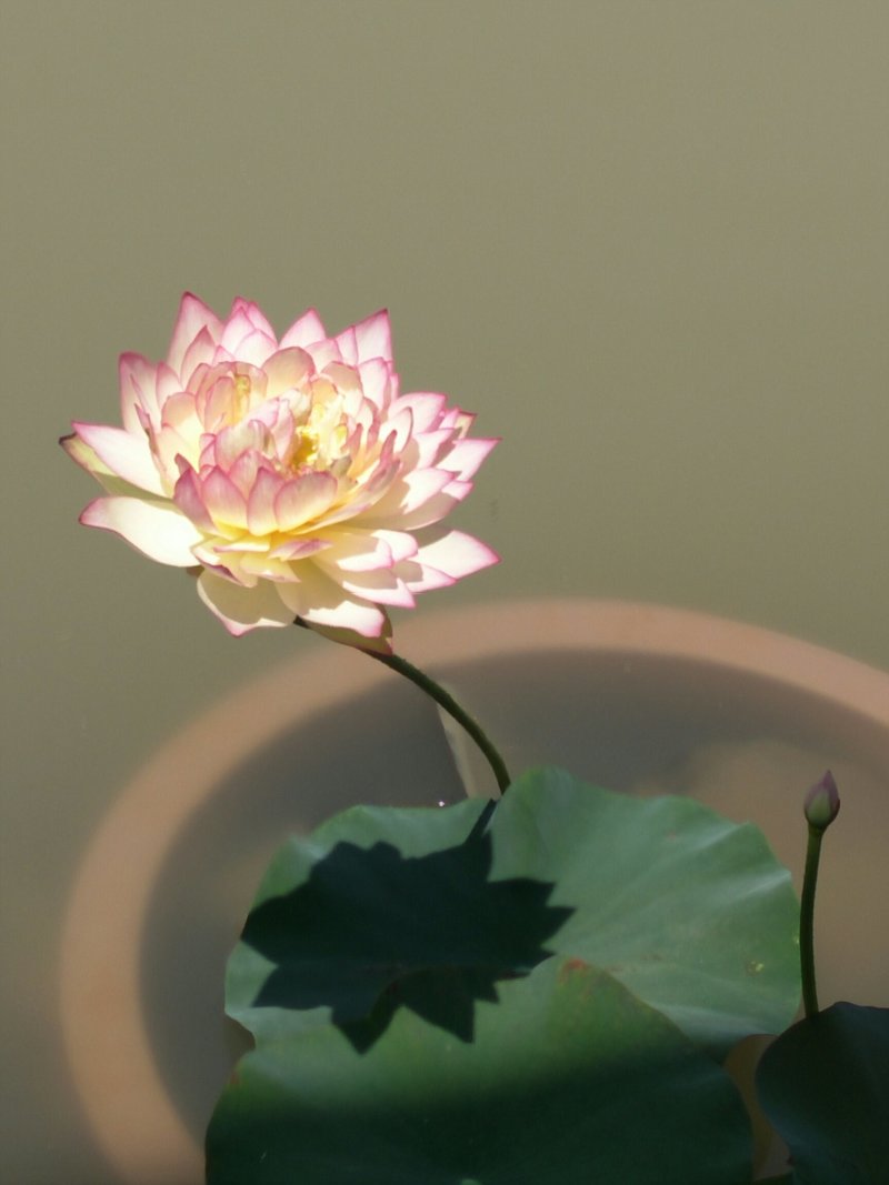《白洋淀盆栽荷花苗》