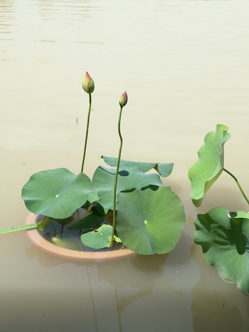 《白洋淀盆栽荷花苗》