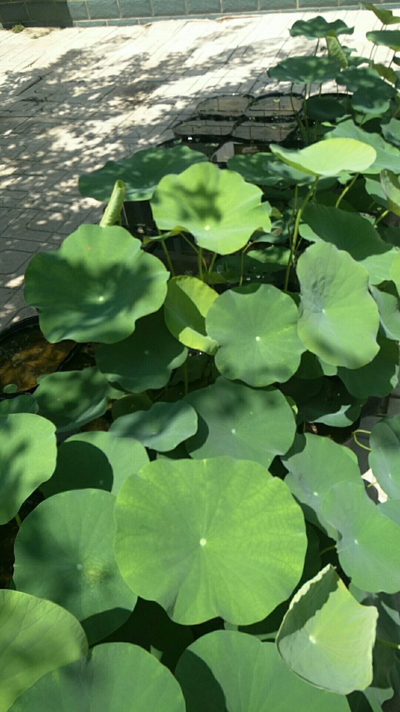《白洋淀盆栽荷花苗》