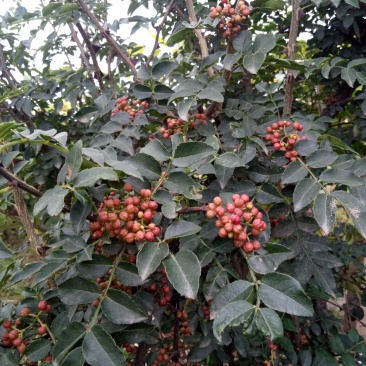 华州区大红袍鲜花椒无硫大量上市欢迎咨询视频看货量大从优