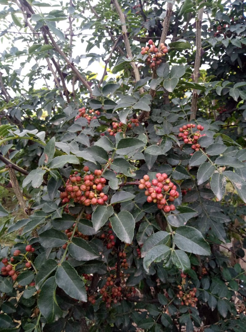 华州区大红袍鲜花椒无硫大量上市欢迎咨询视频看货量大从优