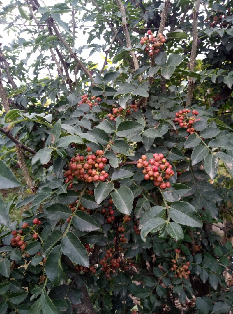华州区大红袍鲜花椒无硫大量上市欢迎咨询视频看货量大从优
