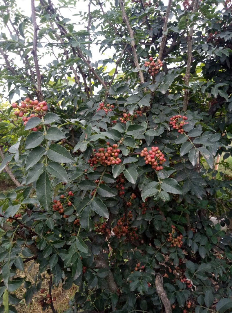 华州区大红袍鲜花椒无硫大量上市欢迎咨询视频看货量大从优