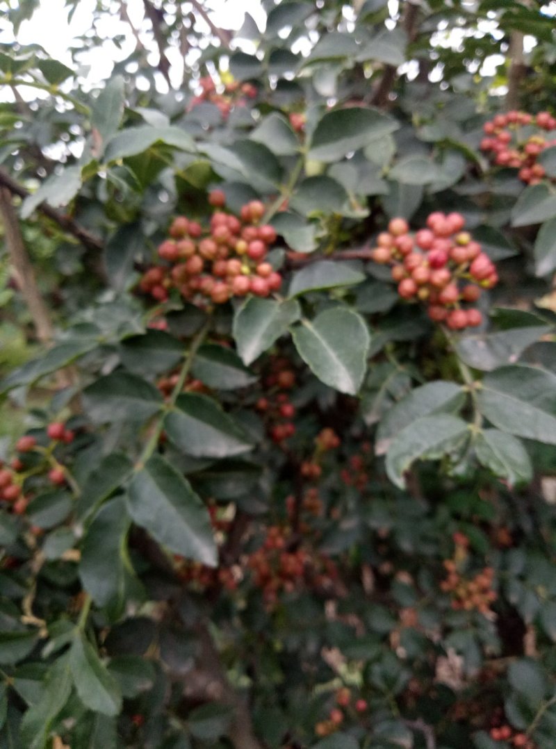 华州区大红袍鲜花椒无硫大量上市欢迎咨询视频看货量大从优