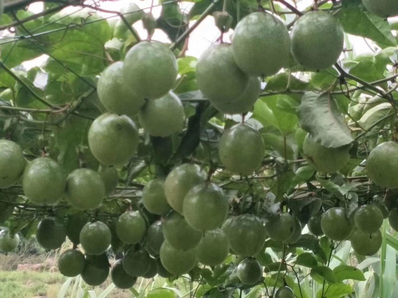 黄金百香果芭乐味现摘现发