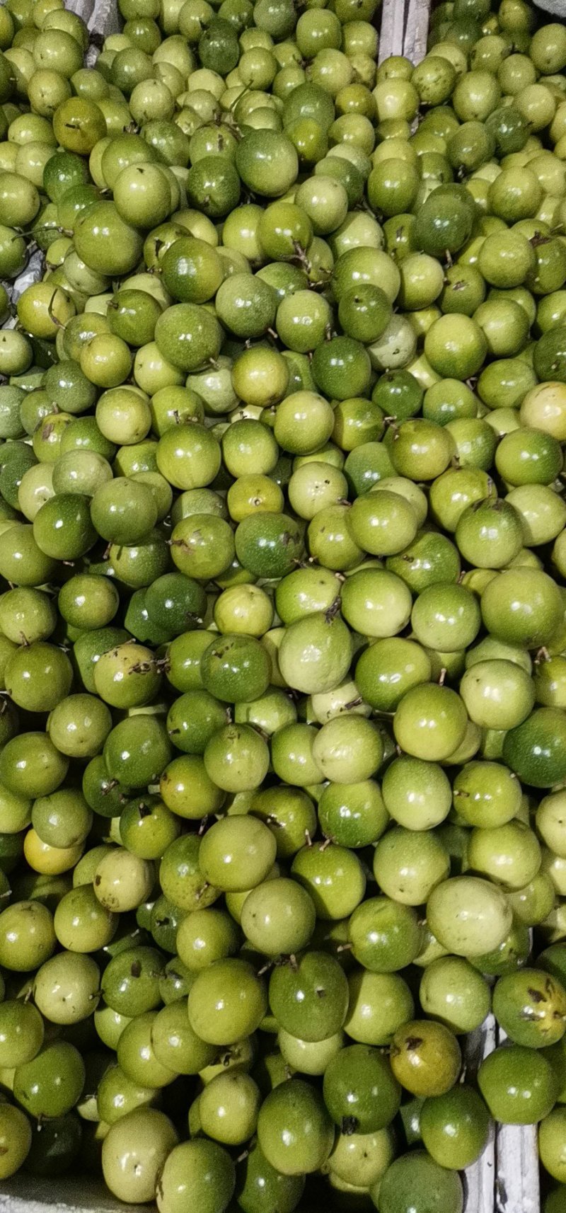 黄金百香果芭乐味现摘现发