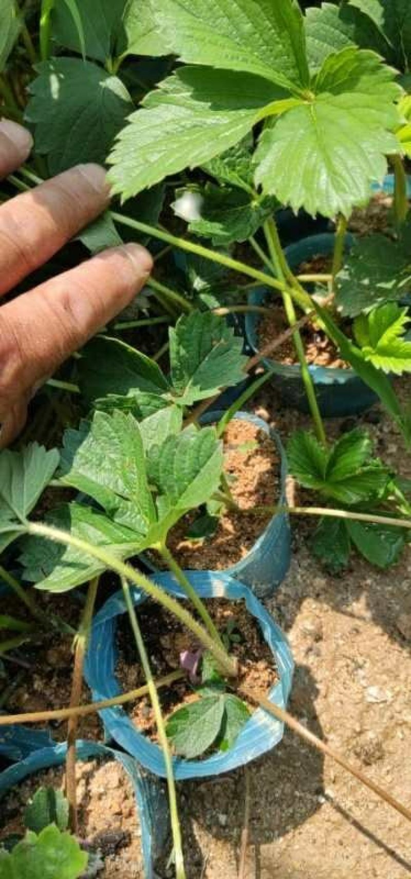 妙香七号莓苗，无病脱毒苗保证品种保证质量全国发货