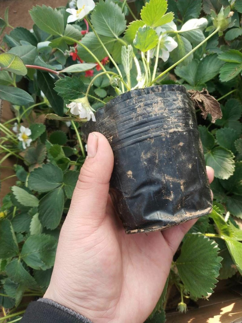 妙香七号莓苗，无病脱毒苗保证品种保证质量全国发货