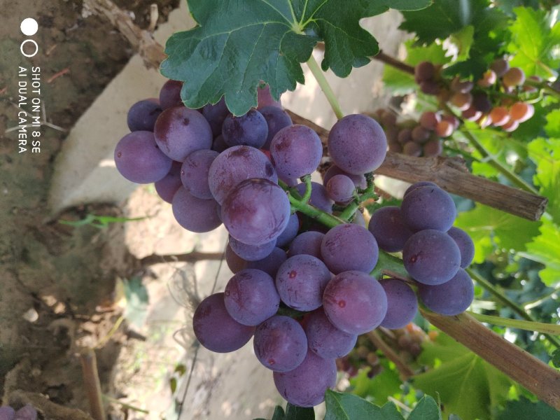 巨峰葡萄